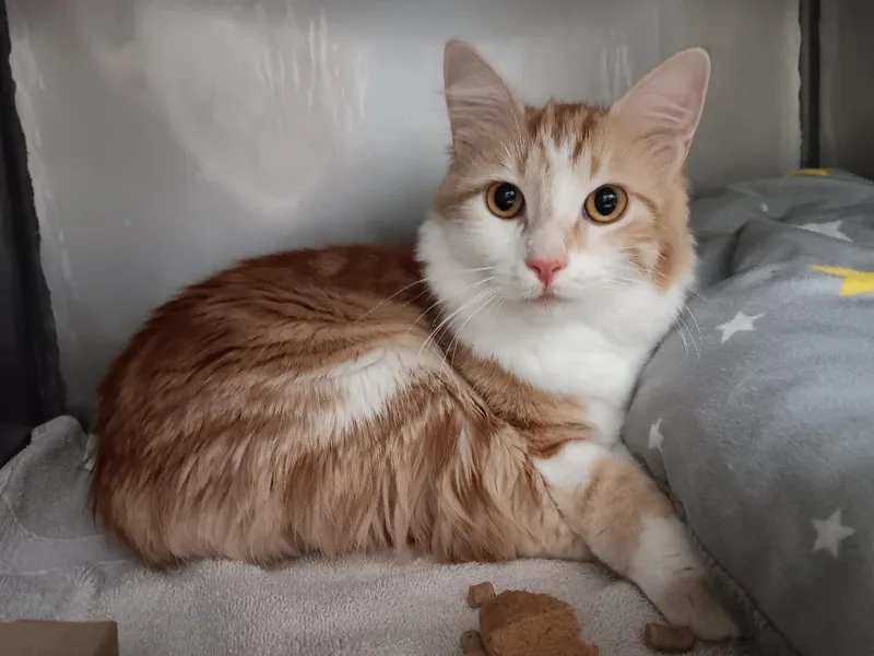 A young medium-sized female Domestic Medium Hair cat named Loofa for adoption in New Braunfels, TX