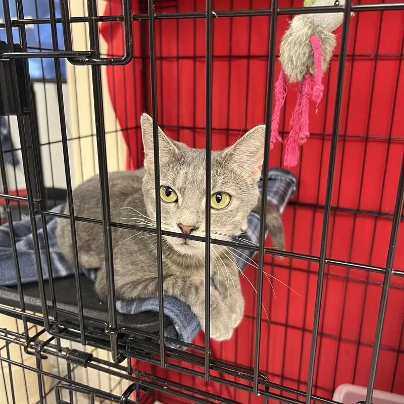 A young small-sized female Domestic Short Hair cat named Jade for adoption in Altoona, PA