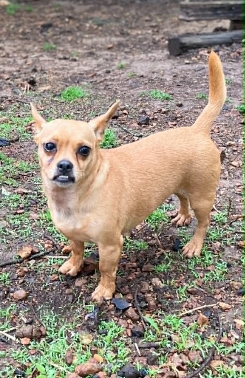An adult small-sized female Red / Chestnut / Orange Chihuahua dog named Pepper for adoption in Hopkinton, MA