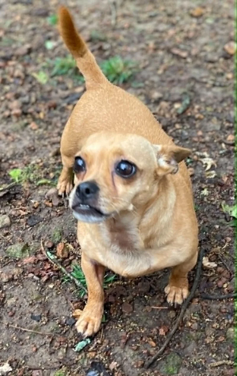 Pepper thumbnail 2