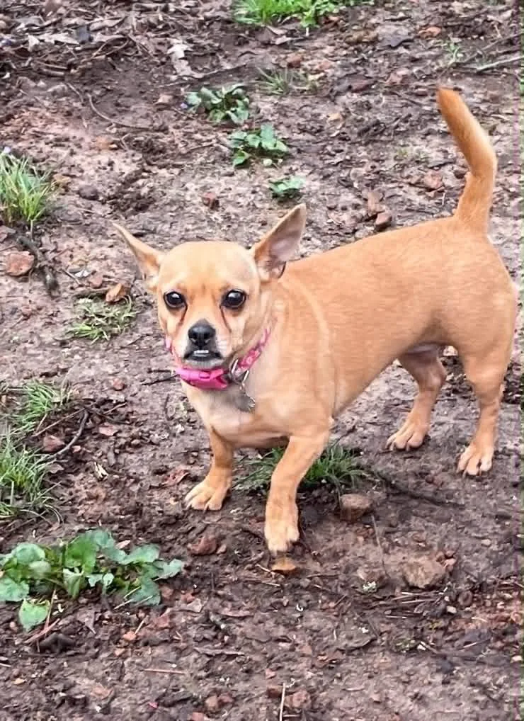 Pepper thumbnail 4