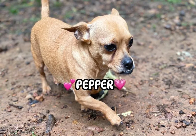 Pepper thumbnail 5