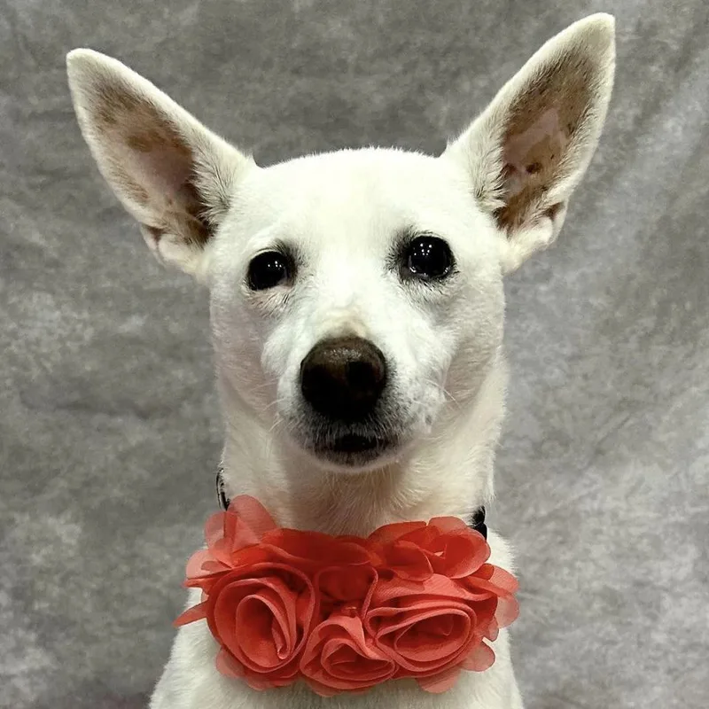 Missy May thumbnail 4