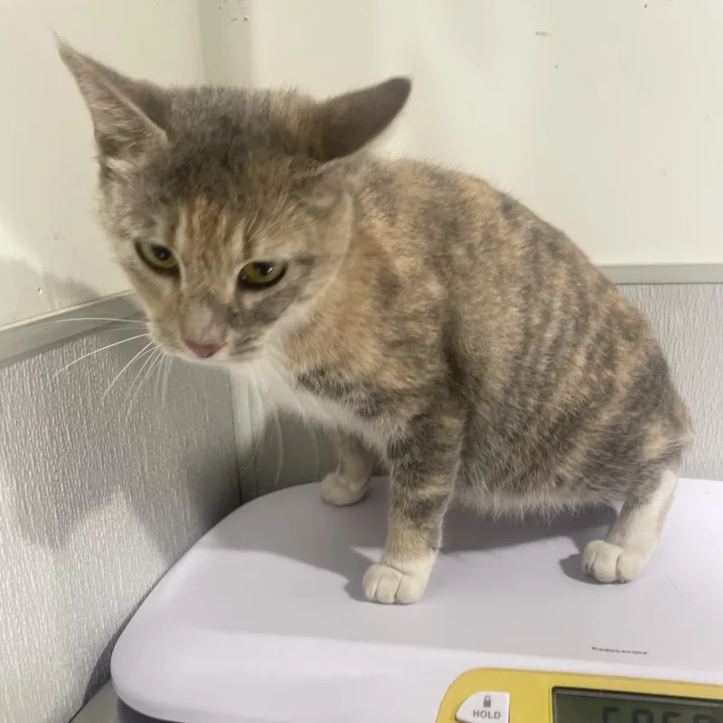 A young medium-sized female Calico Domestic Short Hair cat named Baby for adoption in Tampa, FL