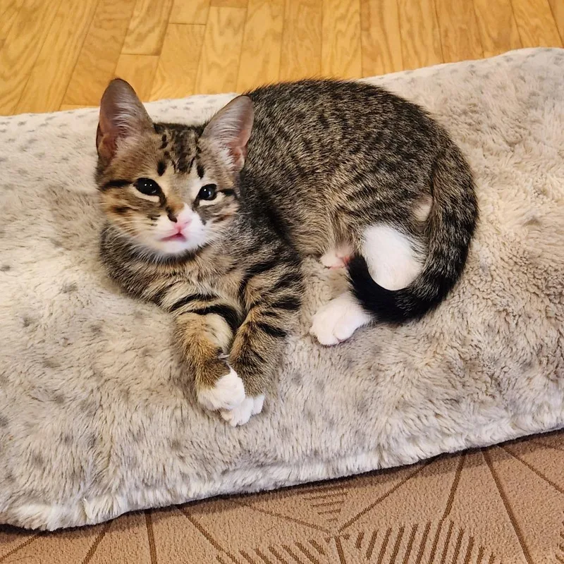 Judge Judith thumbnail 2