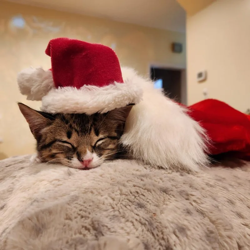 Judge Judith thumbnail 3