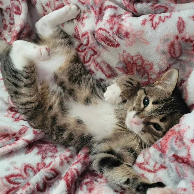 Judge Judith thumbnail 4