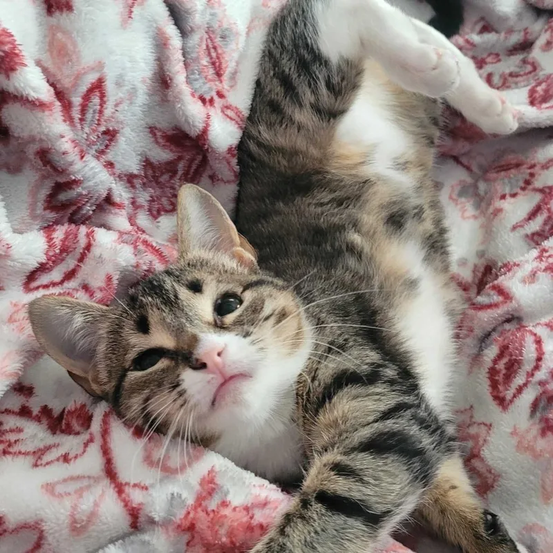 Judge Judith thumbnail 5