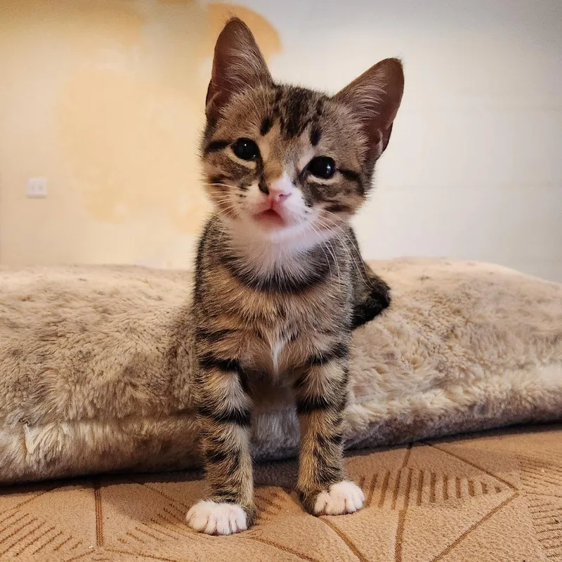 Judge Judith thumbnail 6