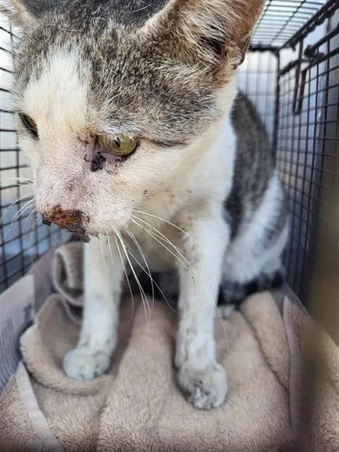 An adult small-sized male Domestic Short Hair cat named Panda for adoption in San Antonio, TX