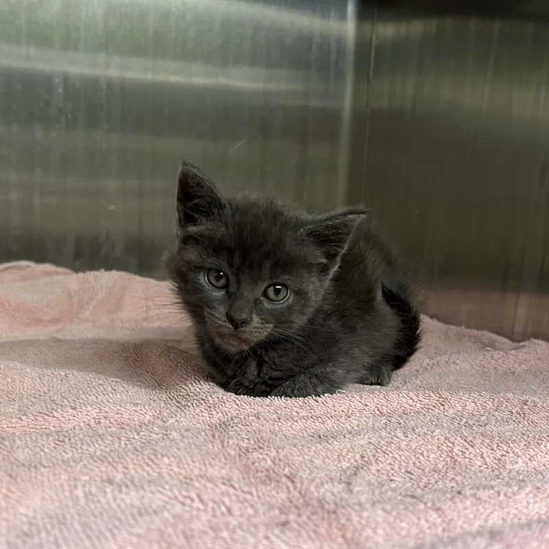 A baby small-sized female Gray / Blue / Silver Domestic Short Hair cat named Ava for adoption in San Gabriel, CA