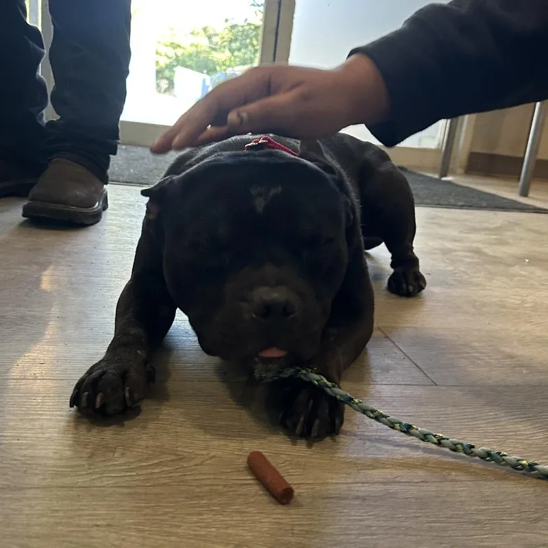 A young medium-sized male English Bulldog dog named Forklift Fred for adoption in Austin, TX