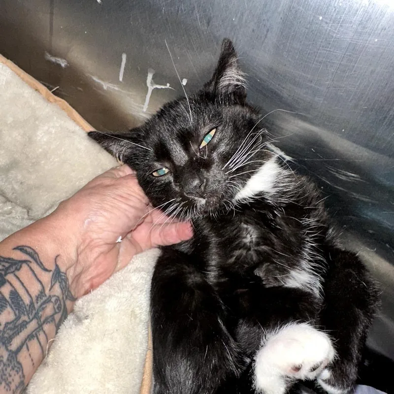 A baby small-sized female Black Domestic Short Hair cat named Tomasina for adoption in Middle Village, NY