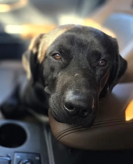 An adult large-sized male Black Labrador Retriever dog named Bogie for adoption in Scottsburg, IN