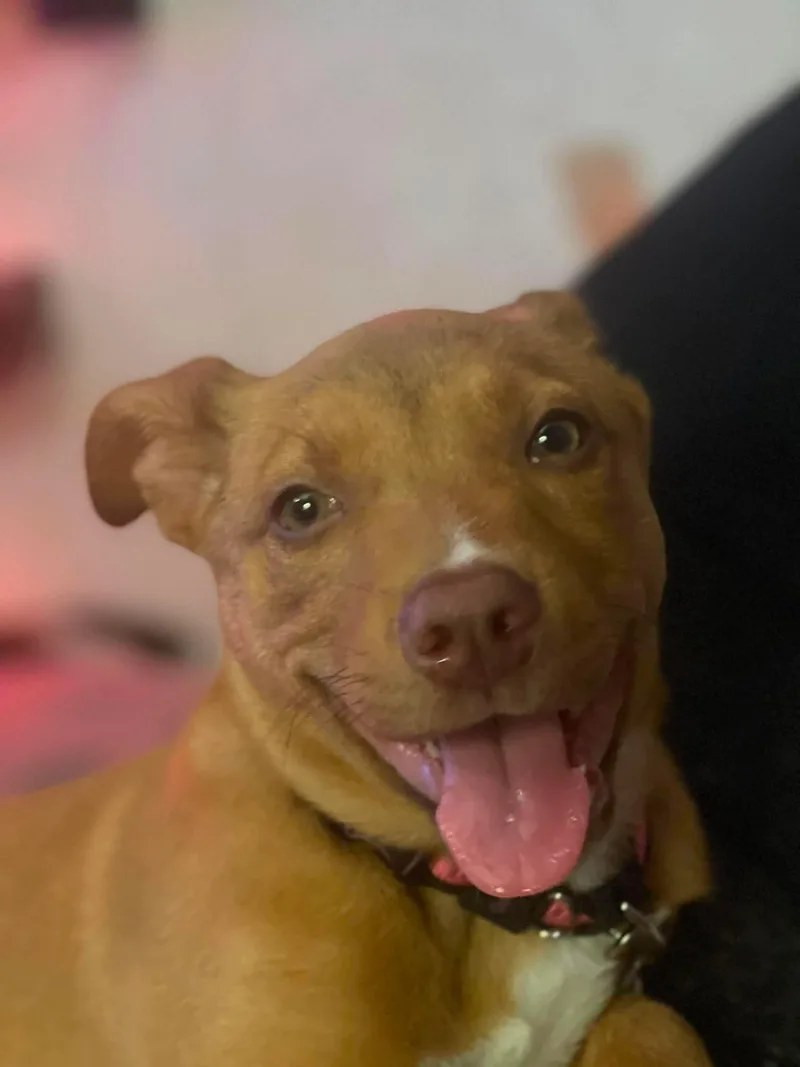 A baby medium-sized female Pit Bull Terrier dog named Jenny for adoption in Duluth, MN