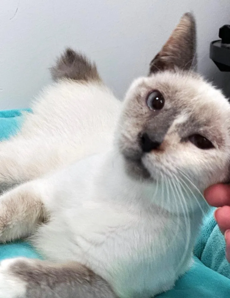 A young medium-sized female Gray & White Siamese cat named Ariel for adoption in Deltona, FL