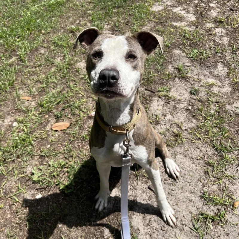 An adult medium-sized female Brindle Mixed Breed dog named Rajah for adoption in Jacksonville, FL