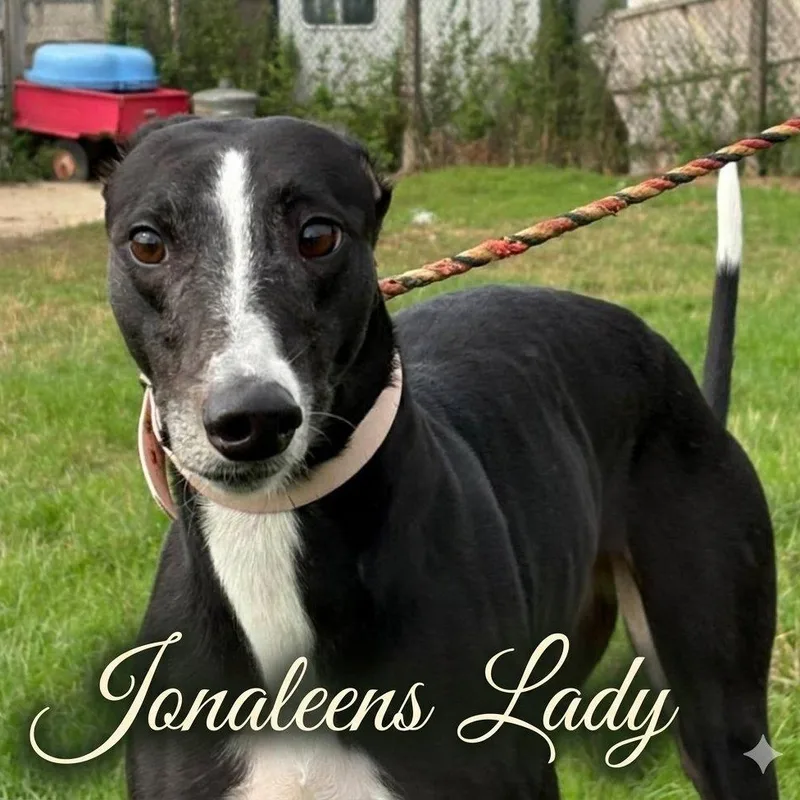 An adult large-sized female Greyhound dog named Jonaleens Lady for adoption in North Port, FL