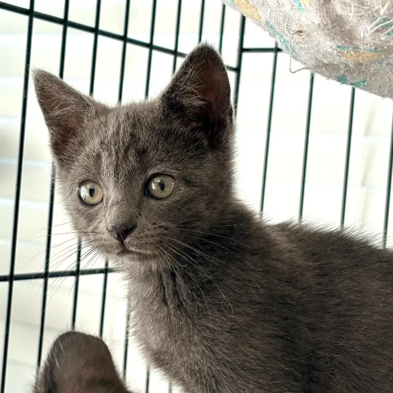 A young medium-sized male Gray / Blue / Silver Domestic Short Hair cat named Dash for adoption in Blackfoot, ID