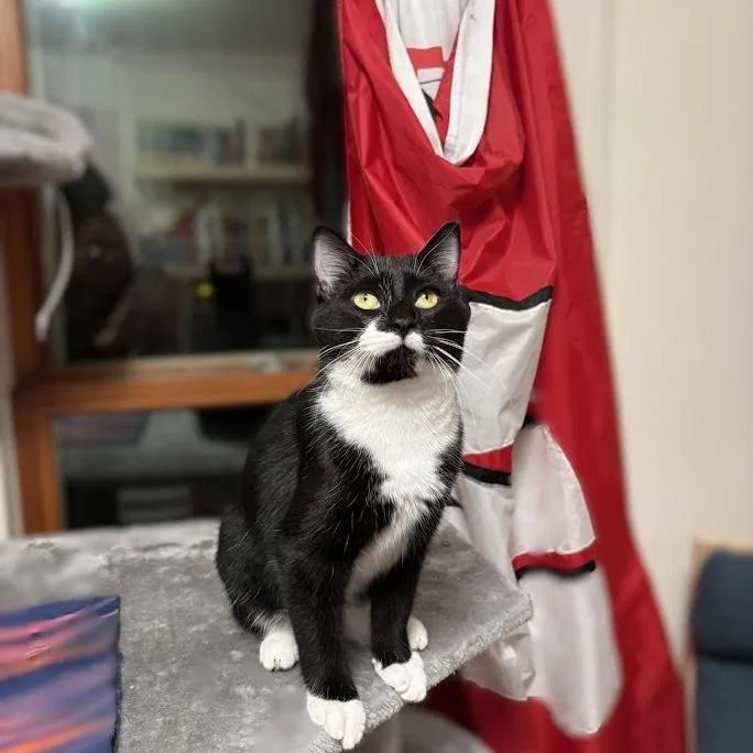 Patrick Star thumbnail 2