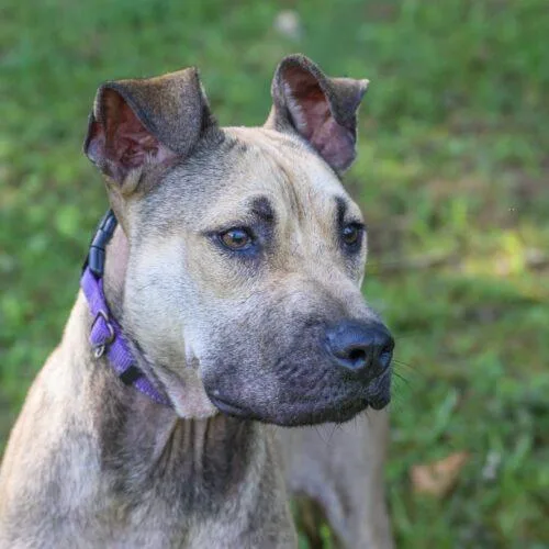 A young medium-sized female Brown / Chocolate Black Mouth Cur dog named Samantha SCAS for adoption in Rockaway, NJ