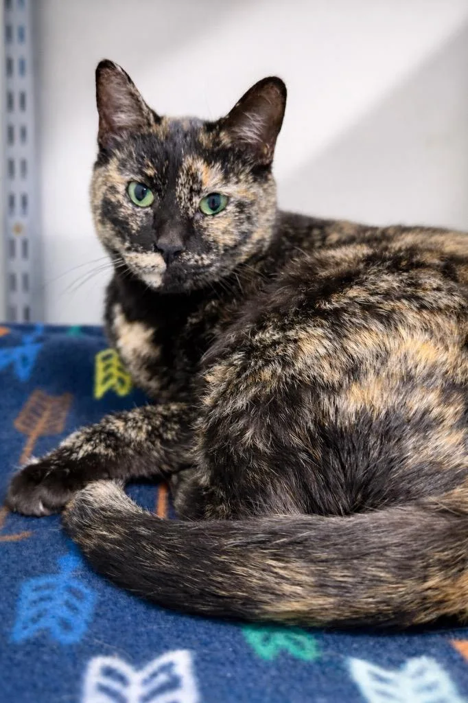 Vacherin Fribourgeois thumbnail 2