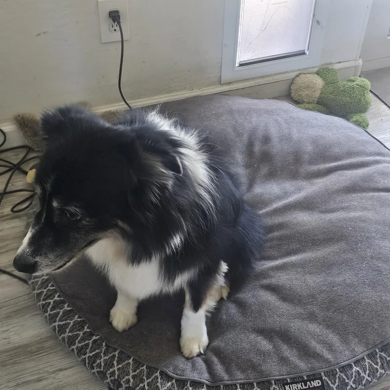 An adult medium-sized female White / Cream Australian Shepherd dog named Mia for adoption in Buckeye, AZ