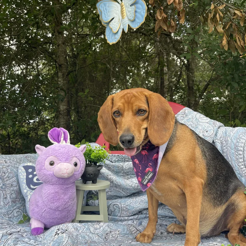 A young medium-sized male Beagle dog named Beaux for adoption in Sebring, FL