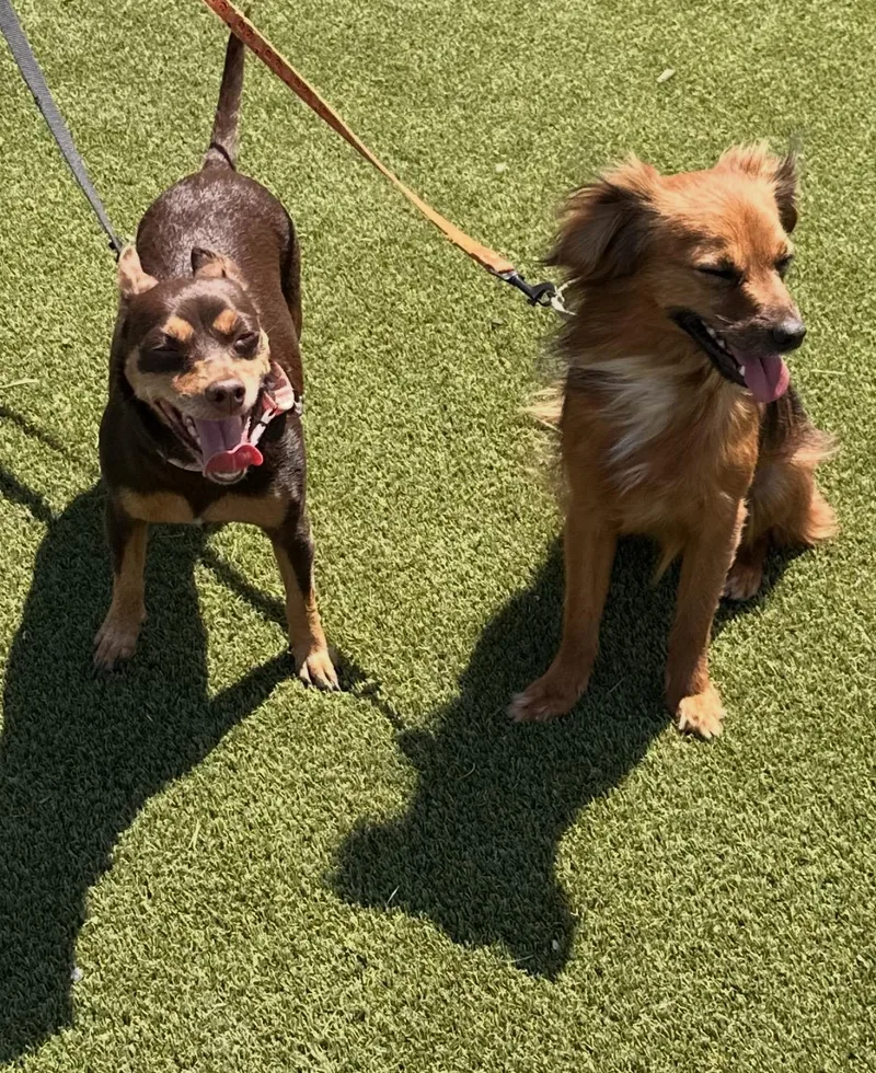 An adult small-sized female Chihuahua dog named Sophie for adoption in San Antonio, TX
