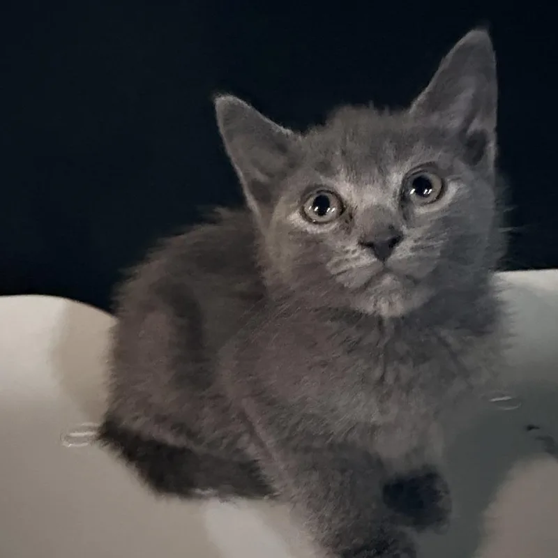 A baby small-sized male Gray / Blue / Silver Domestic Short Hair cat named Cash for adoption in Pittsburgh, PA