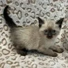 A baby small-sized male Brown / Chocolate Siamese cat named Bert for adoption in Newark, DE