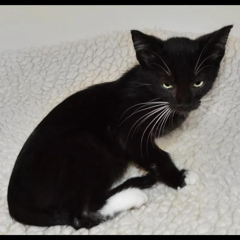 A baby medium-sized male Tuxedo cat named Leo for adoption in San Andreas, CA