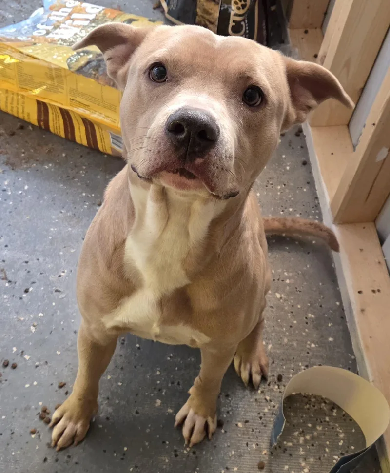 An adult medium-sized male Yellow / Tan / Blond / Fawn Pit Bull Terrier dog named Atlas for adoption in Camden, OH