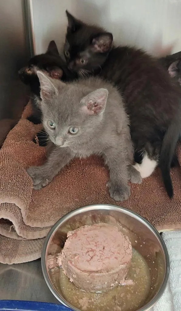 A baby medium-sized male Domestic Short Hair cat named Dollar General for adoption in Mocksville, NC