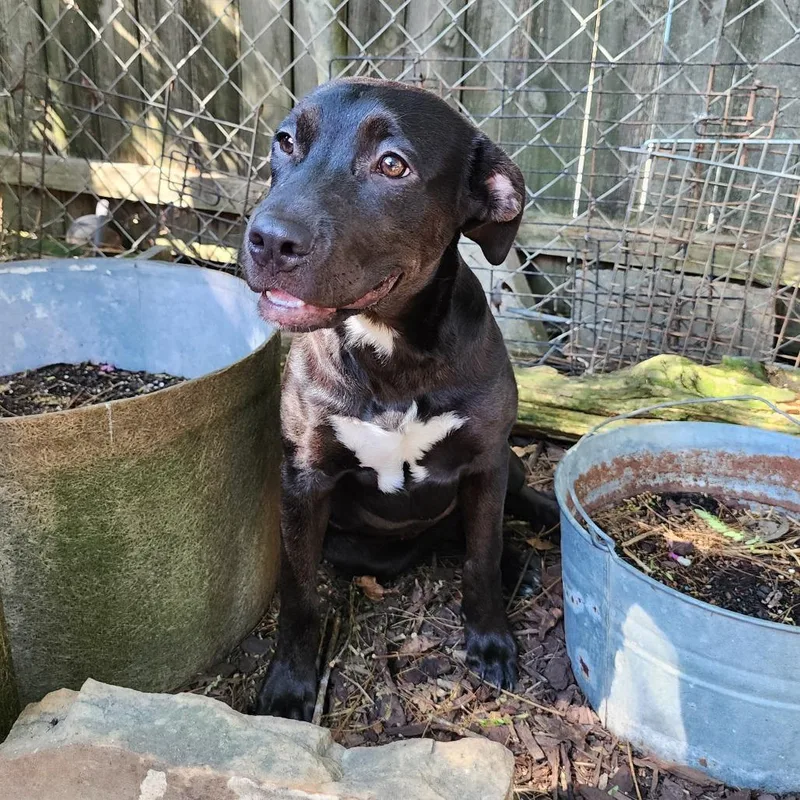 A baby medium-sized female Black Mixed Breed dog named Imogene for adoption in Boaz, AL