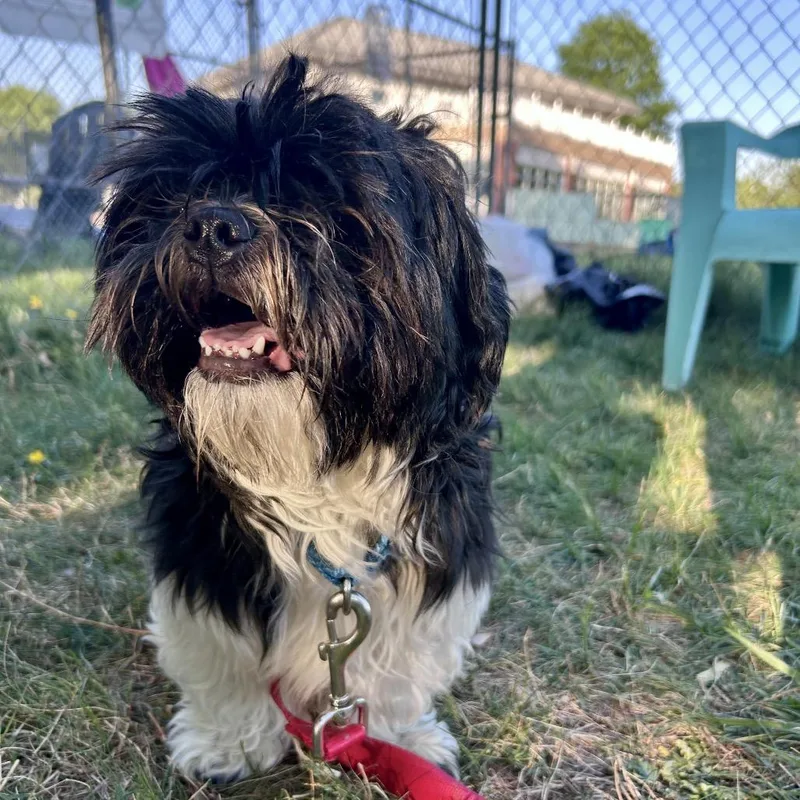 A young medium-sized male White / Cream Shih Tzu dog named Garvey for adoption in Fredericksburg, VA