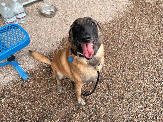 An adult large-sized male Belgian Shepherd / Malinois dog named Buddy for adoption in Mesa, AZ