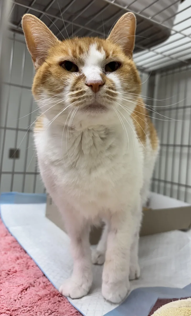 An adult medium-sized male Domestic Medium Hair cat named Squeak for adoption in Danville, IN