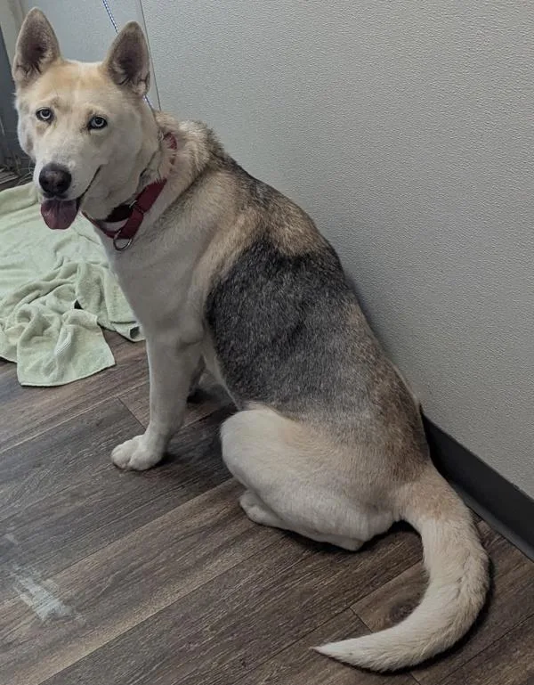 An adult medium-sized female Siberian Husky dog named Diamond for adoption in Oceanside, CA