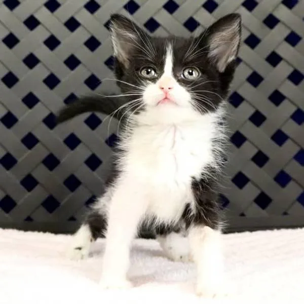 Rattlesnake thumbnail 2