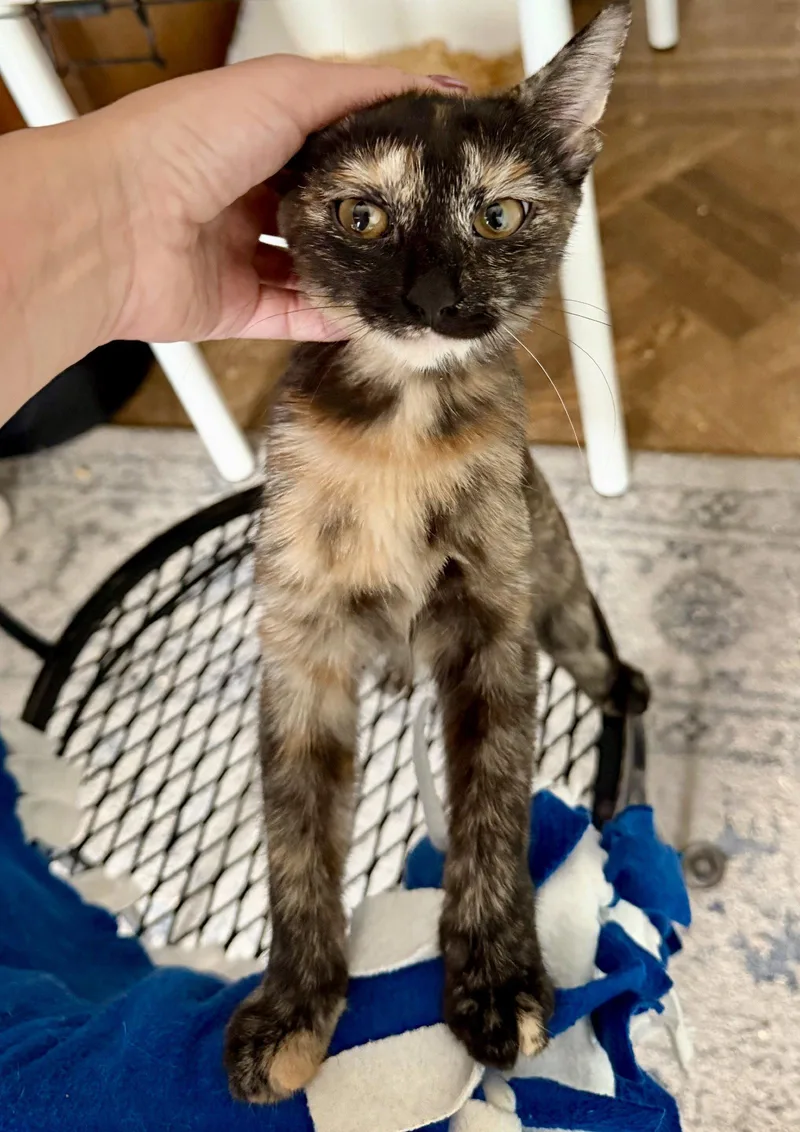 A baby medium-sized female Domestic Short Hair cat named Bobbie for adoption in Brooklyn, NY