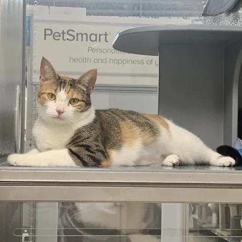 An adult small-sized female Calico Domestic Short Hair cat named Clea for adoption in Sarasota, FL