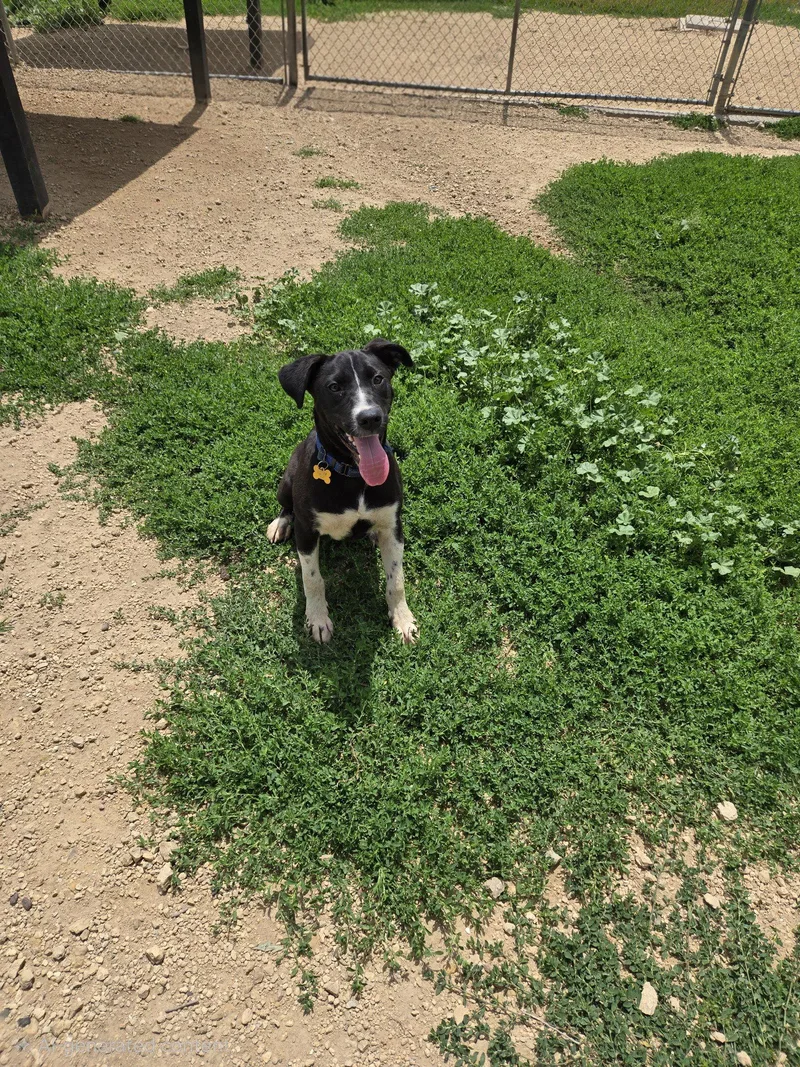 A young medium-sized male Black Labrador Retriever dog named Larry for adoption in Maquoketa, IA