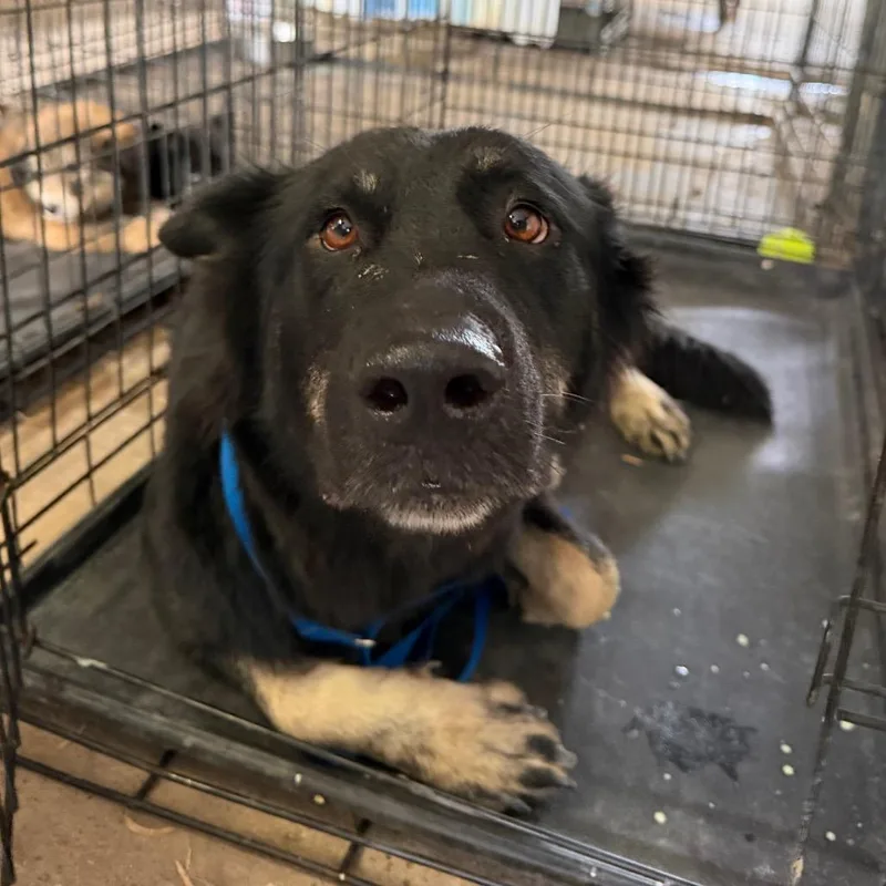 An adult large-sized female German Shepherd Dog dog named Zenith for adoption in Edinburg, TX