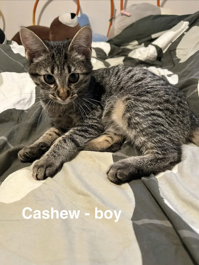 Cashew