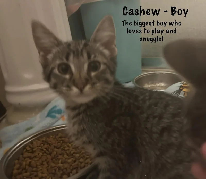 Cashew thumbnail 2