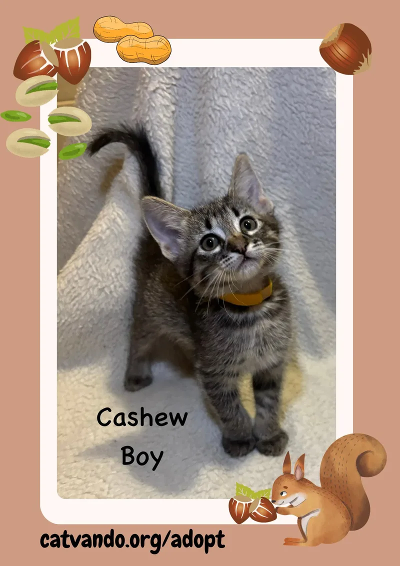 Cashew thumbnail 3