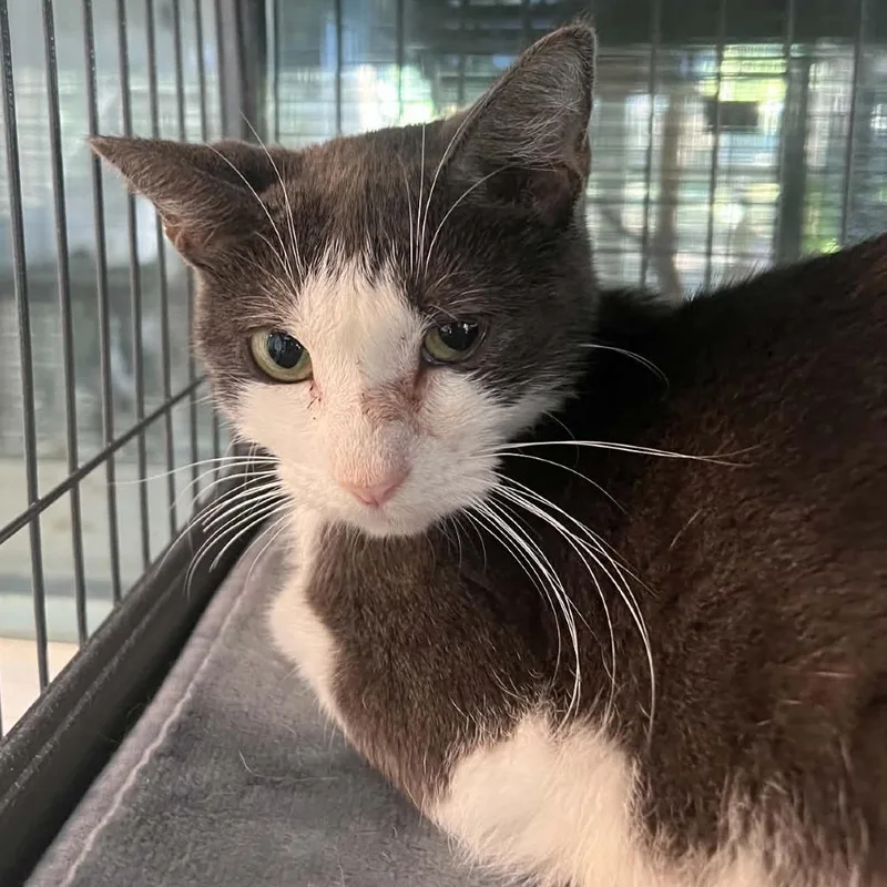 A young small-sized female Domestic Short Hair cat named Hope for adoption in Hampton Bays, NY
