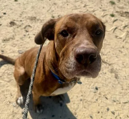 An adult medium-sized female Mixed Breed dog named Corn Syrup for adoption in Atlanta, GA