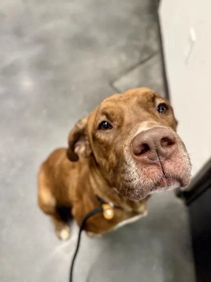 Corn Syrup thumbnail 2